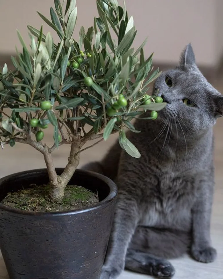 Small potted olive tree in a dark pot