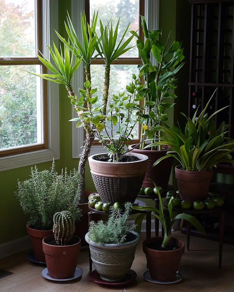Leafy green houseplants in terracotta pots by a bright window