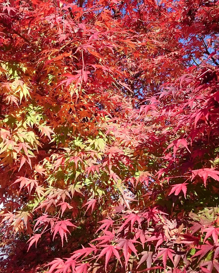 Colorful red and orange autumn leaves in fall