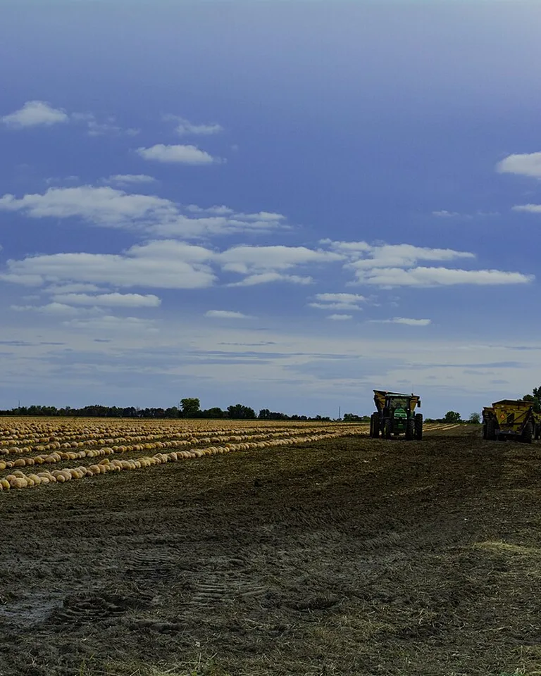 Tractor harvesting long rows of pumpkins in a field