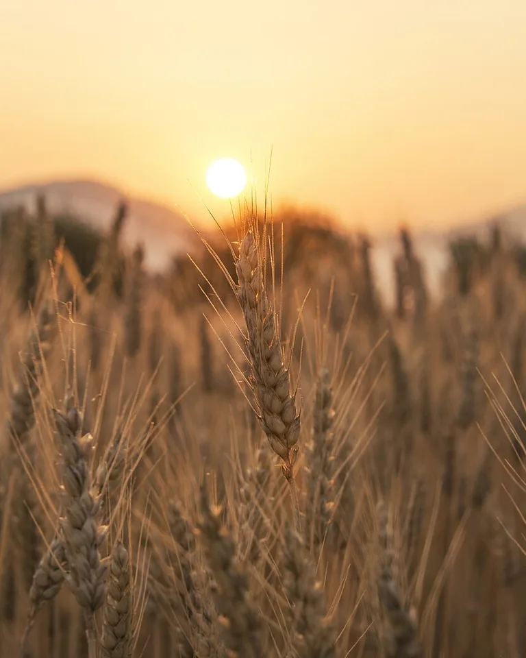 Golden wheat field glowing at sunset