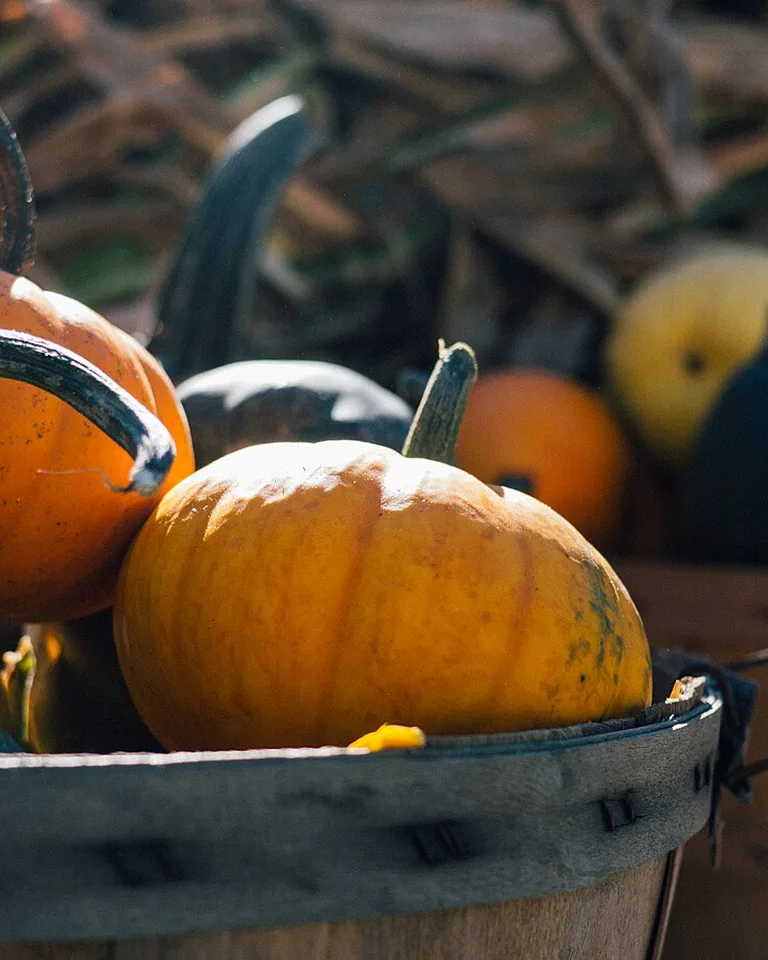 Mini pumpkins and gourds gathered in a rustic wooden bucket