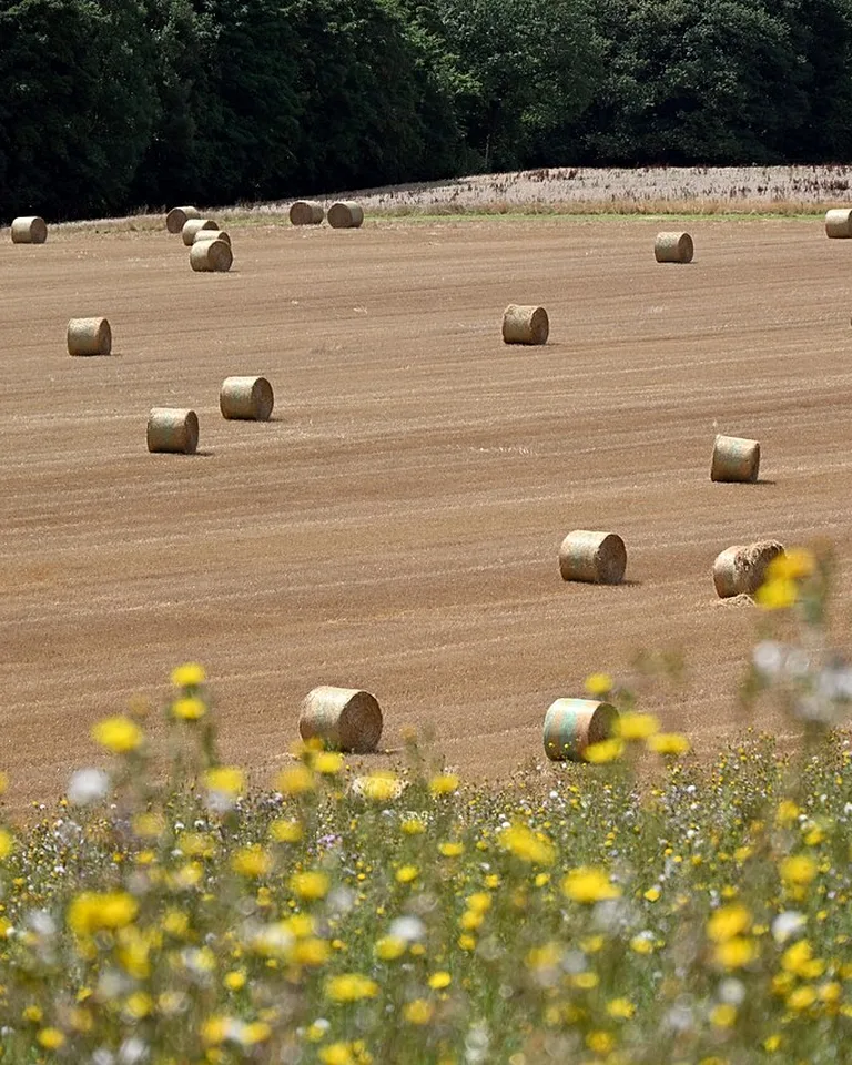 Round hay bales resting in a sunny field