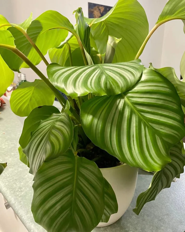 Potted calathea houseplant with striped leaves