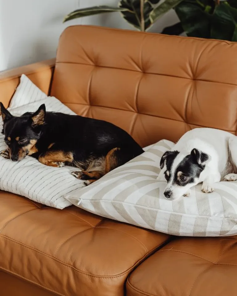 A dog lying on the couch next to a folded throw blanket