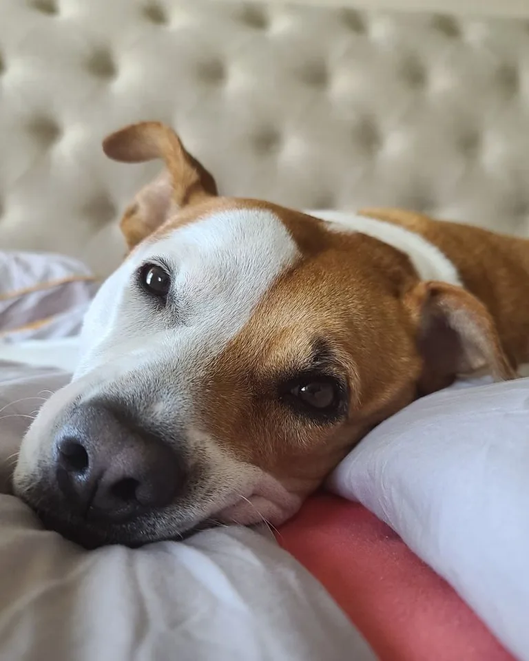 A dog bed placed in a quiet corner of a living room
