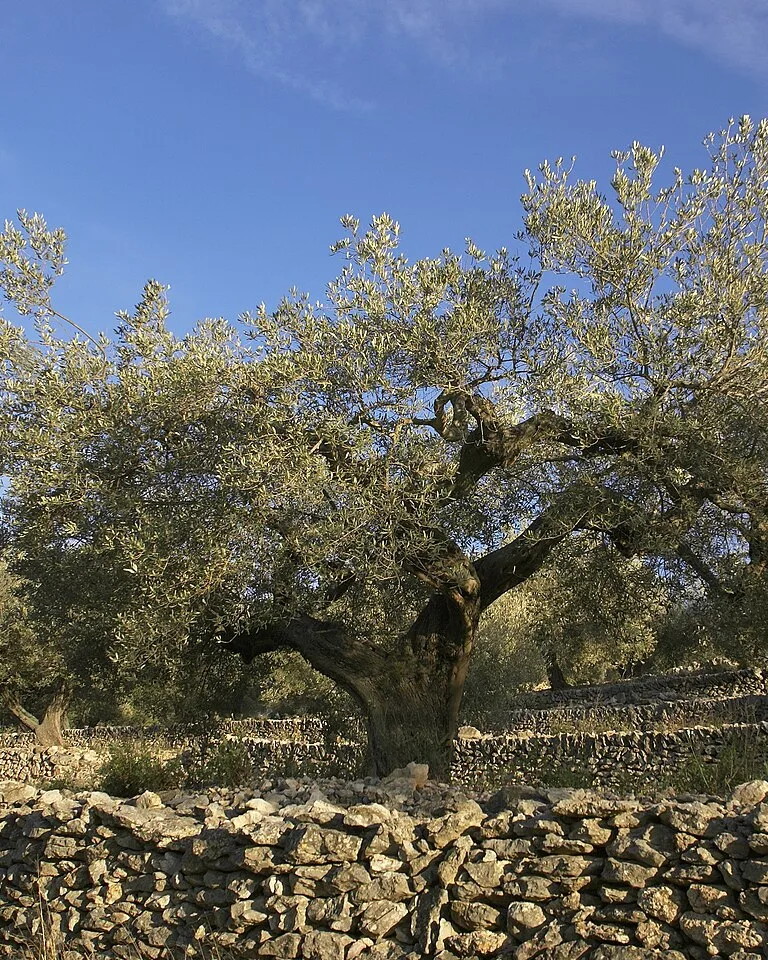 Old olive tree with silvery-green foliage against a blue sky