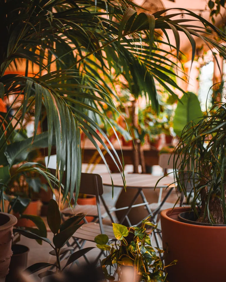 Potted houseplants styled in a bright interior corner