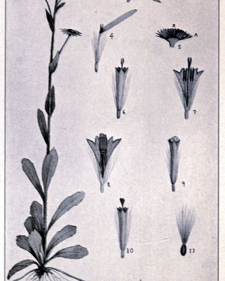Vintage botanical illustration in soft earthy tones