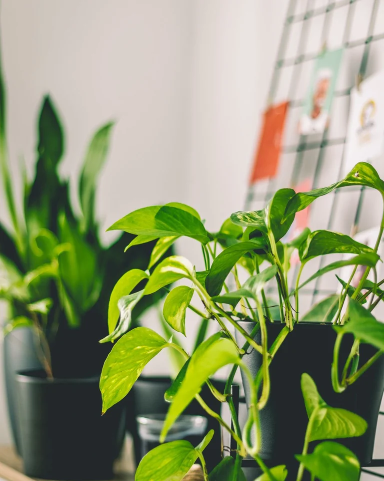 Potted pothos plants that thrive in humid bathroom air
