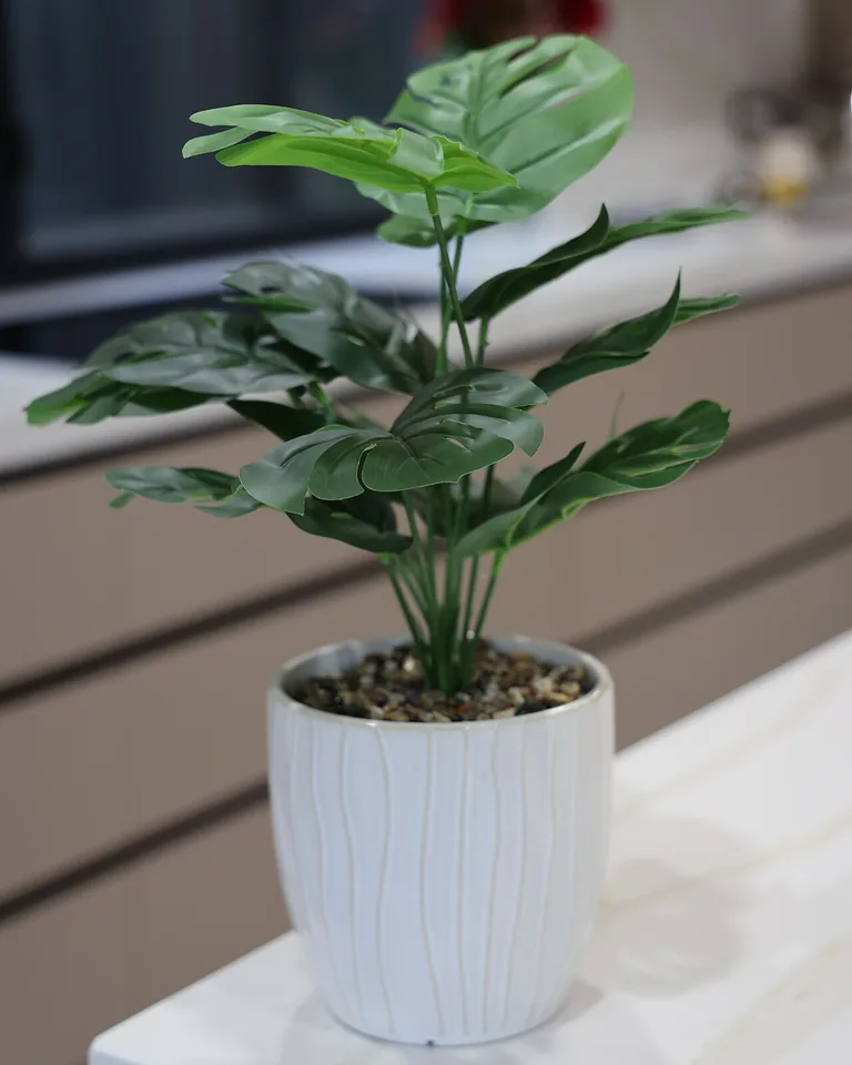 Green plant in a white pot on a kitchen countertop